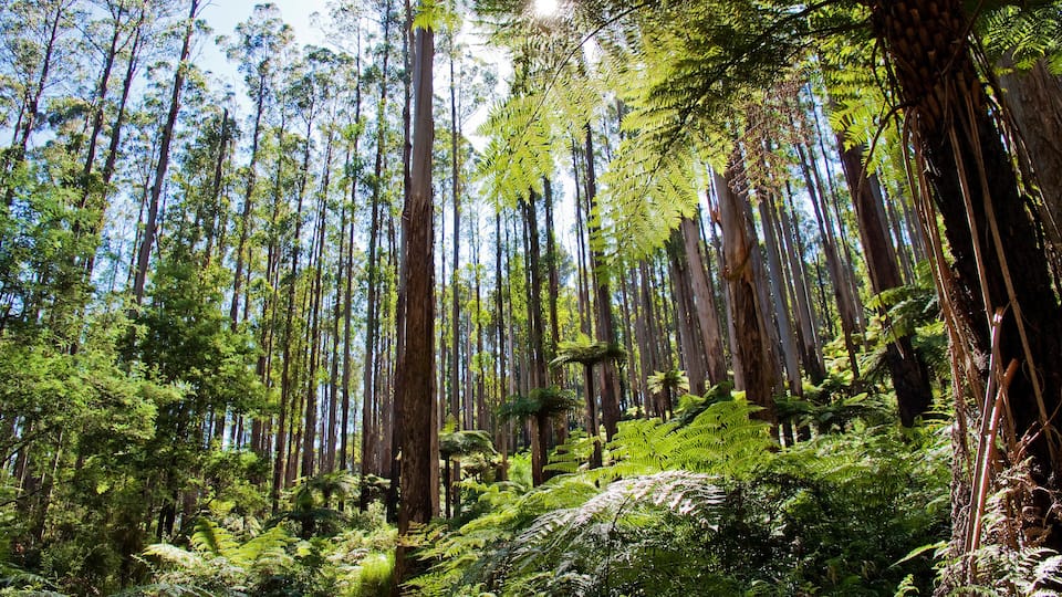 A dense forest with tall trees and lush ferns.