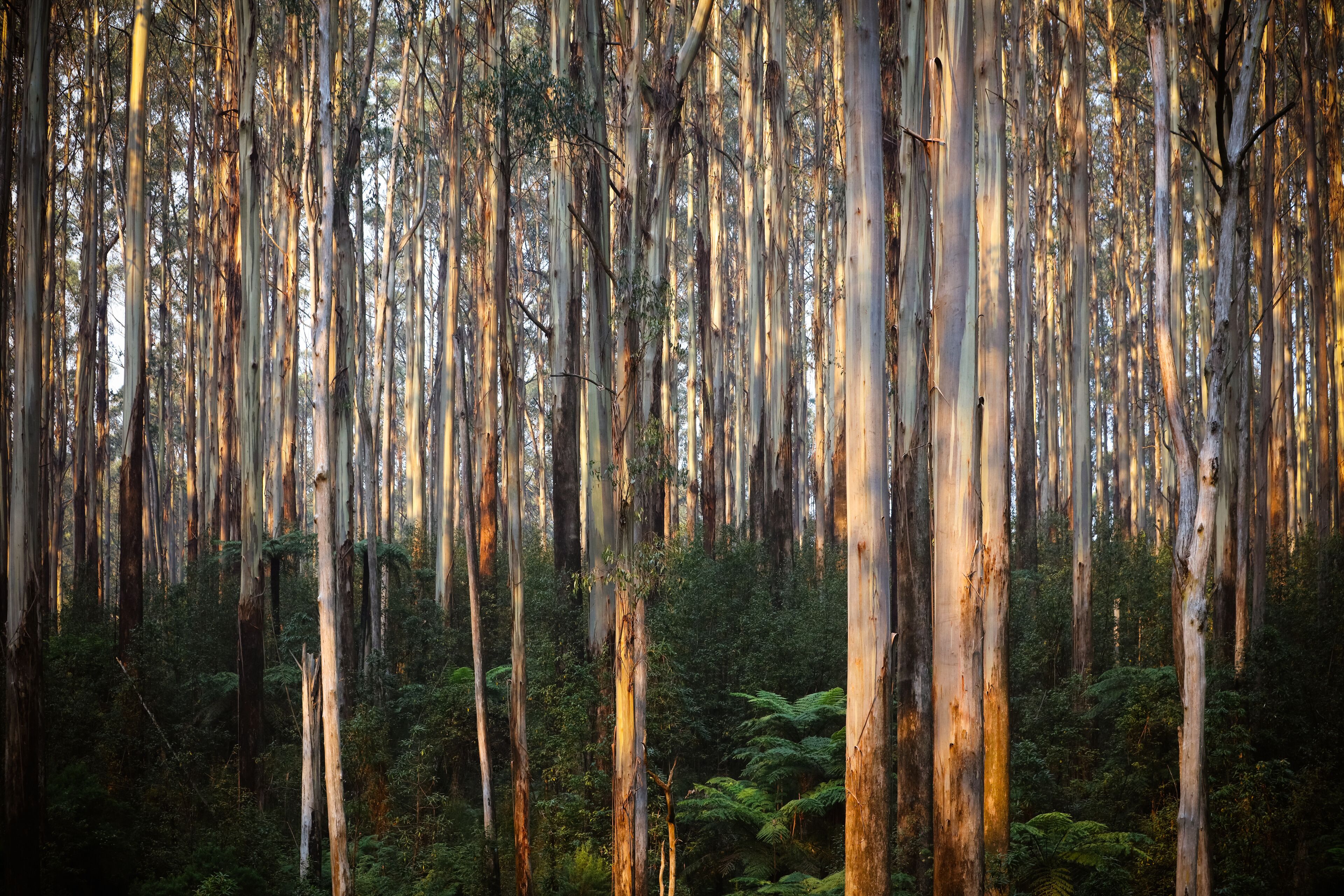 The Black Spur near Narbethong in Australia