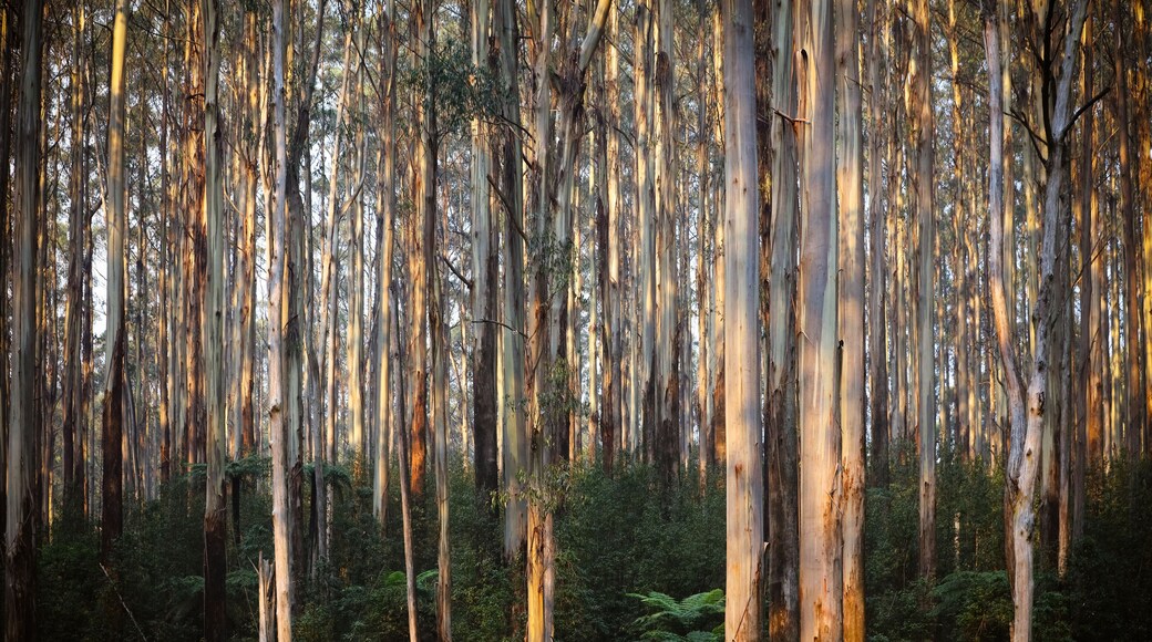 The Black Spur near Narbethong in Australia