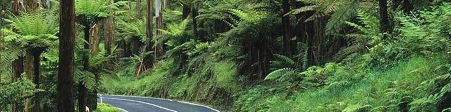 Blacks Spur Drive from Healesville and across the Great Dividing Range. Just adore this section of the drive, spots to stop and walk or picnic and just so pretty.
The Blackspur Inn is a great little spot for a meal.