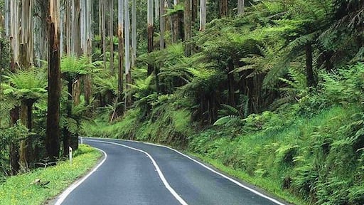 Blacks Spur Drive from Healesville and across the Great Dividing Range. Just adore this section of the drive, spots to stop and walk or picnic and just so pretty.
The Blackspur Inn is a great little spot for a meal.