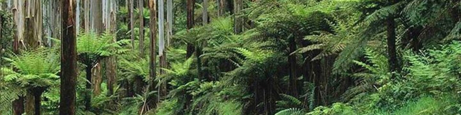 Blacks Spur Drive from Healesville and across the Great Dividing Range. Just adore this section of the drive, spots to stop and walk or picnic and just so pretty.
The Blackspur Inn is a great little spot for a meal.