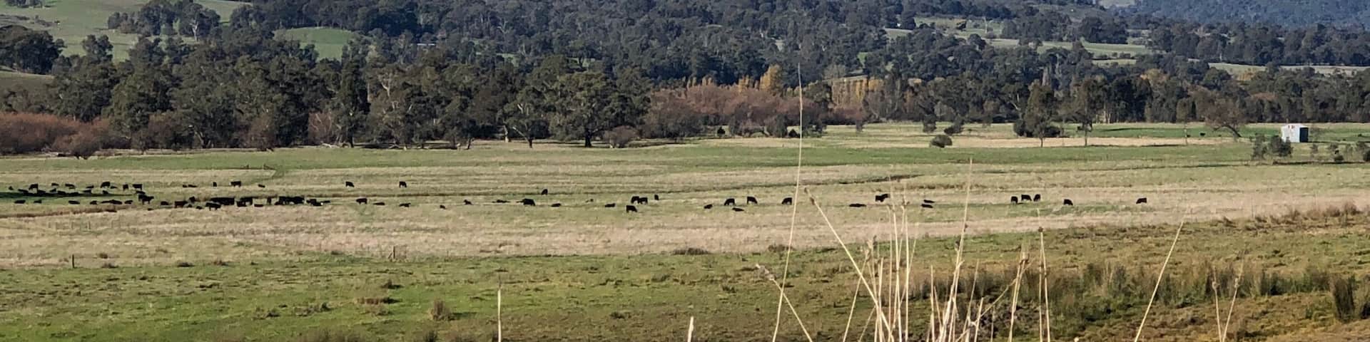 View of Mt Bogong from Tawonga store in all its glory.
Mt Bogong is the highest mountain in Victoria