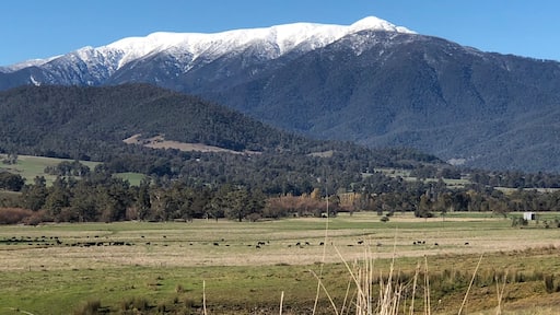 View of Mt Bogong from Tawonga store in all its glory.
Mt Bogong is the highest mountain in Victoria