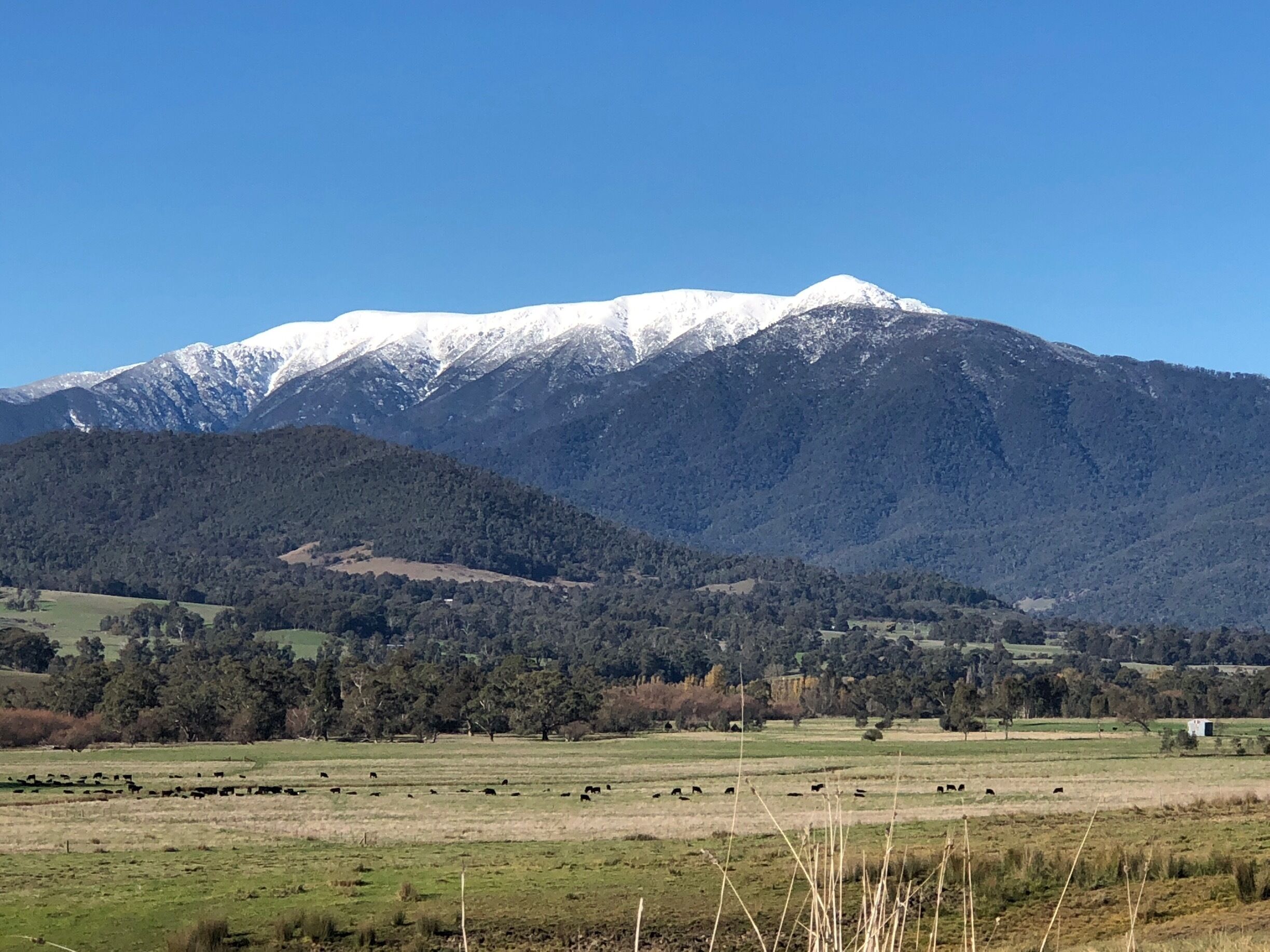 A mountainous landscape with a field of grazing cattle and a clear blue sky.