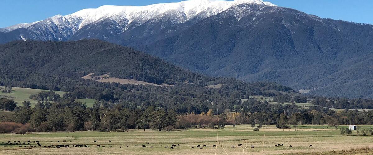 A mountainous landscape with a field of grazing cattle and a clear blue sky.