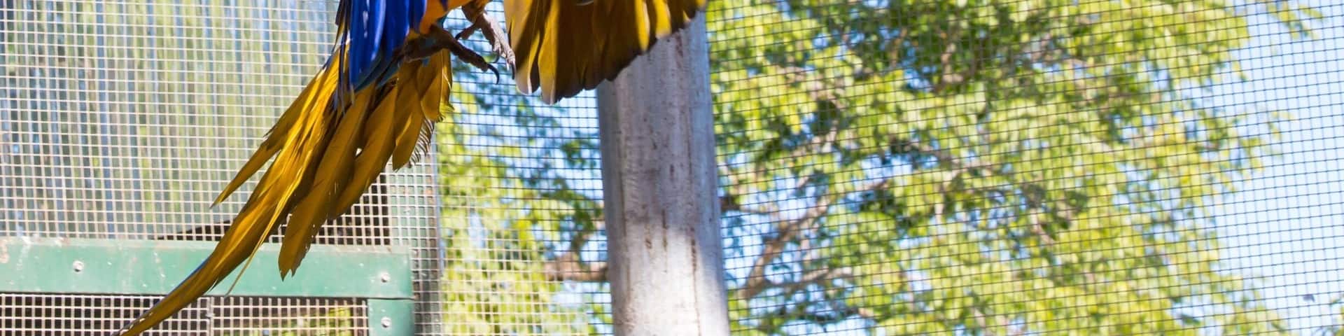 When visiting the Sunshine Coast Hinterland, make sure you stop at the Maleny Botanical Gardens. You can take a half hour tour through the aviary and come face to face with native Australian birds and these magnificent macaws.
#queensland #australia
#weekendgetaway
#blue