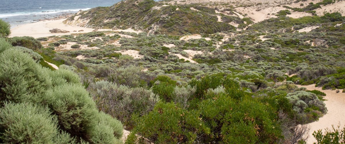 A coastal landscape with a sandy beach, green shrubbery, and a view of the ocean.