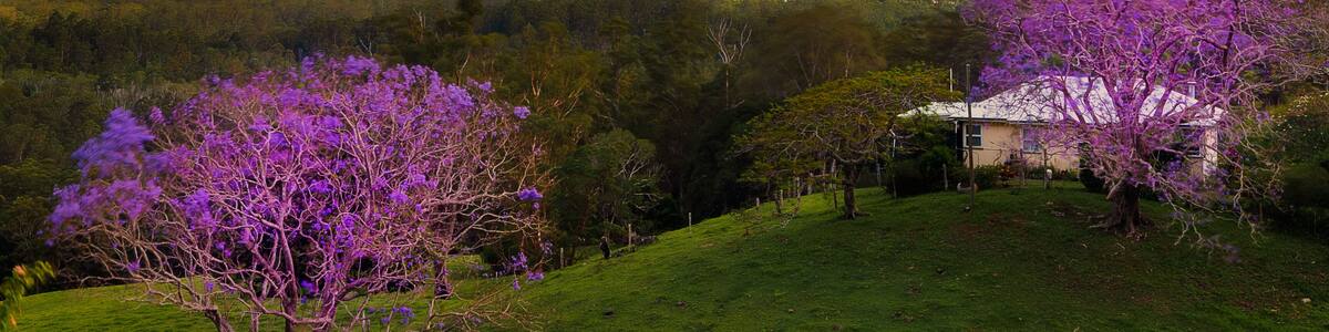 A landscape with a mountain range, purple flowering trees, and a house.