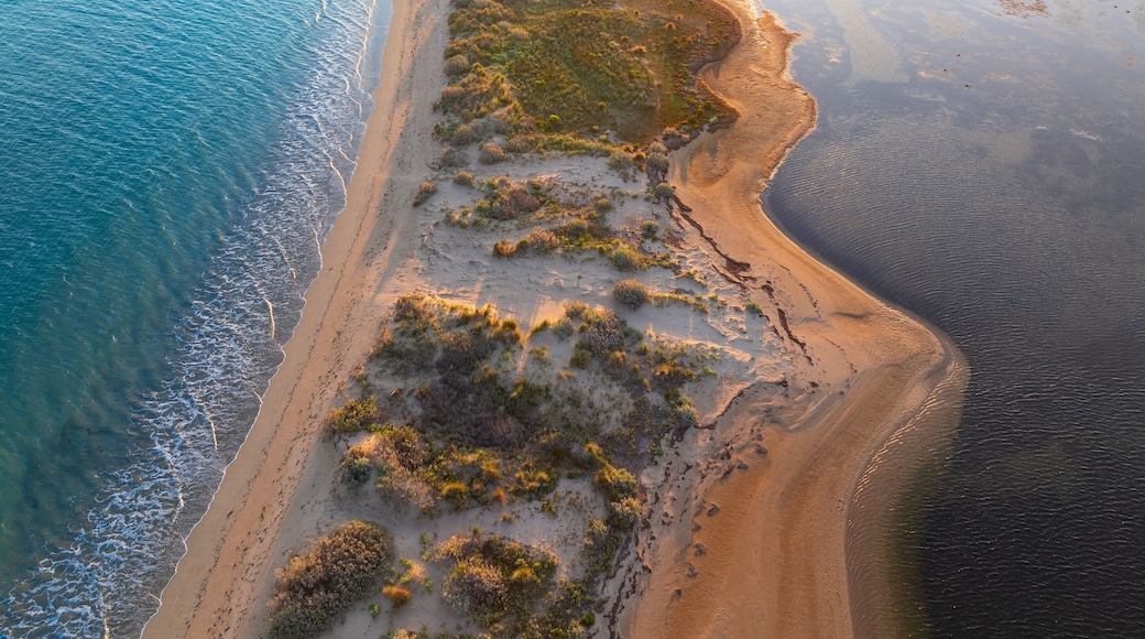Coastal vegetation on an eroded sand spit with ocean on both sides