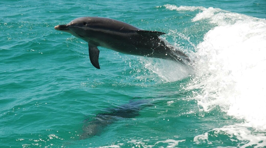 A trip to the Wild Encounters in Rockingham, WA. Dolphins, birds, penguins and other little creatures. There was a pod of dolphins riding the waves next to us as they called to each other. Seeing them this up close was crazy, they were extremely curious 🐬