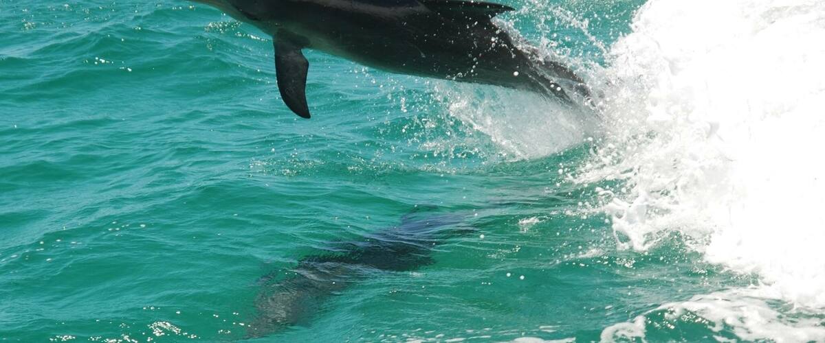 A trip to the Wild Encounters in Rockingham, WA. Dolphins, birds, penguins and other little creatures. There was a pod of dolphins riding the waves next to us as they called to each other. Seeing them this up close was crazy, they were extremely curious 🐬