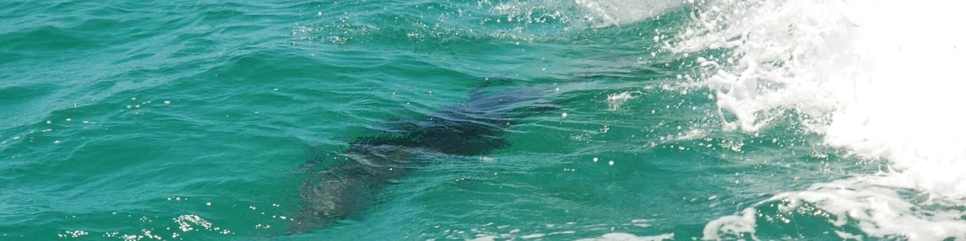 A trip to the Wild Encounters in Rockingham, WA. Dolphins, birds, penguins and other little creatures. There was a pod of dolphins riding the waves next to us as they called to each other. Seeing them this up close was crazy, they were extremely curious đŹ