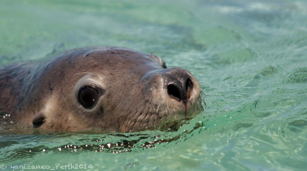 On the cruise looking for Dolphins, Seals and Penguins. We chanced upon this little guy which came by our boat saying Hello! A cruise not to be missed! #penguinisland #seal #animal #sea #perth