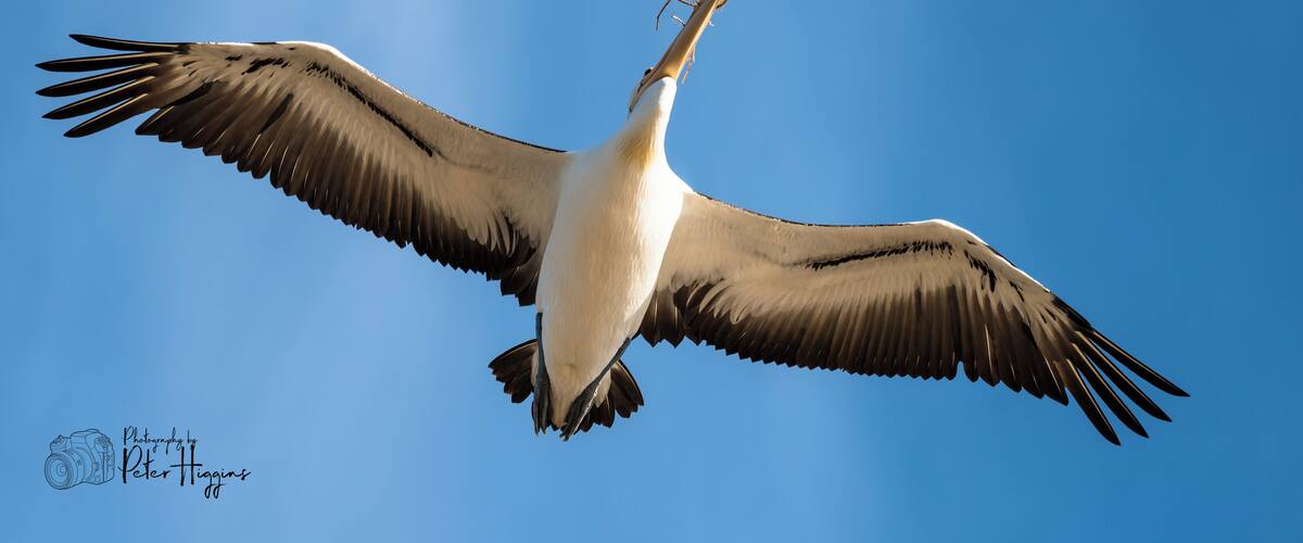 Testing out my 150-600mm lens skills on the Pelican colony at the north end of the island. This shot was from the beach on the east side looking straight up as they swirl overhead.
Yes its nesting season, hence the vegitation in the beak.