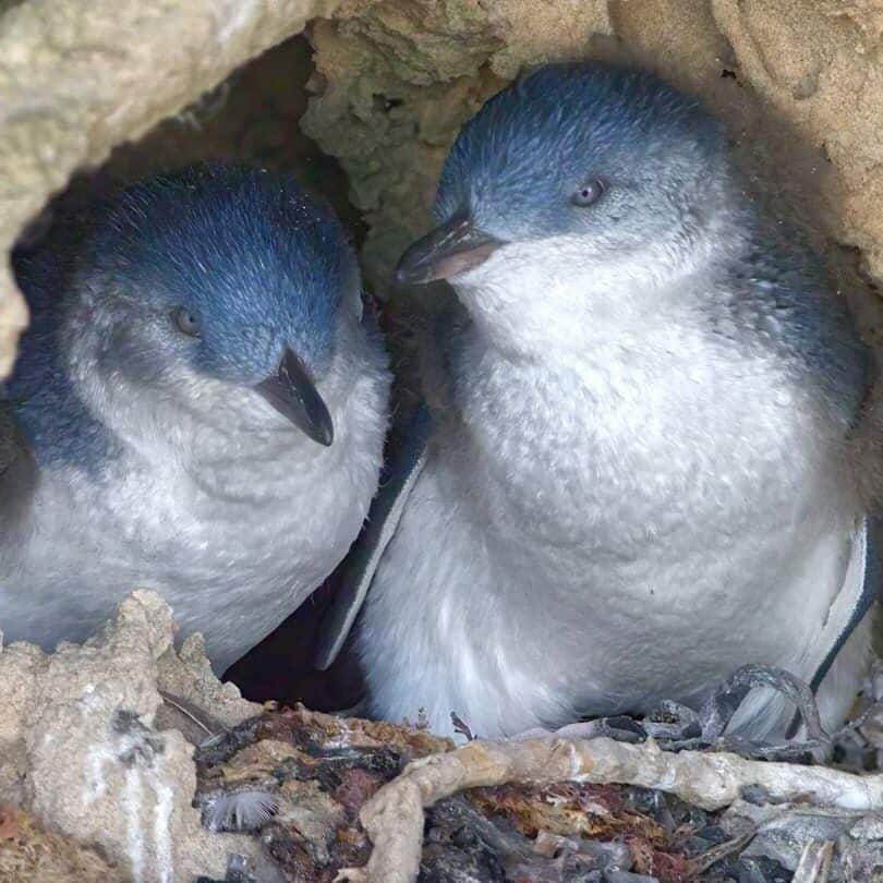 These Little Peguins can still he seen in the wild on Penguin Island.  You just need to look carefully and stay quiet