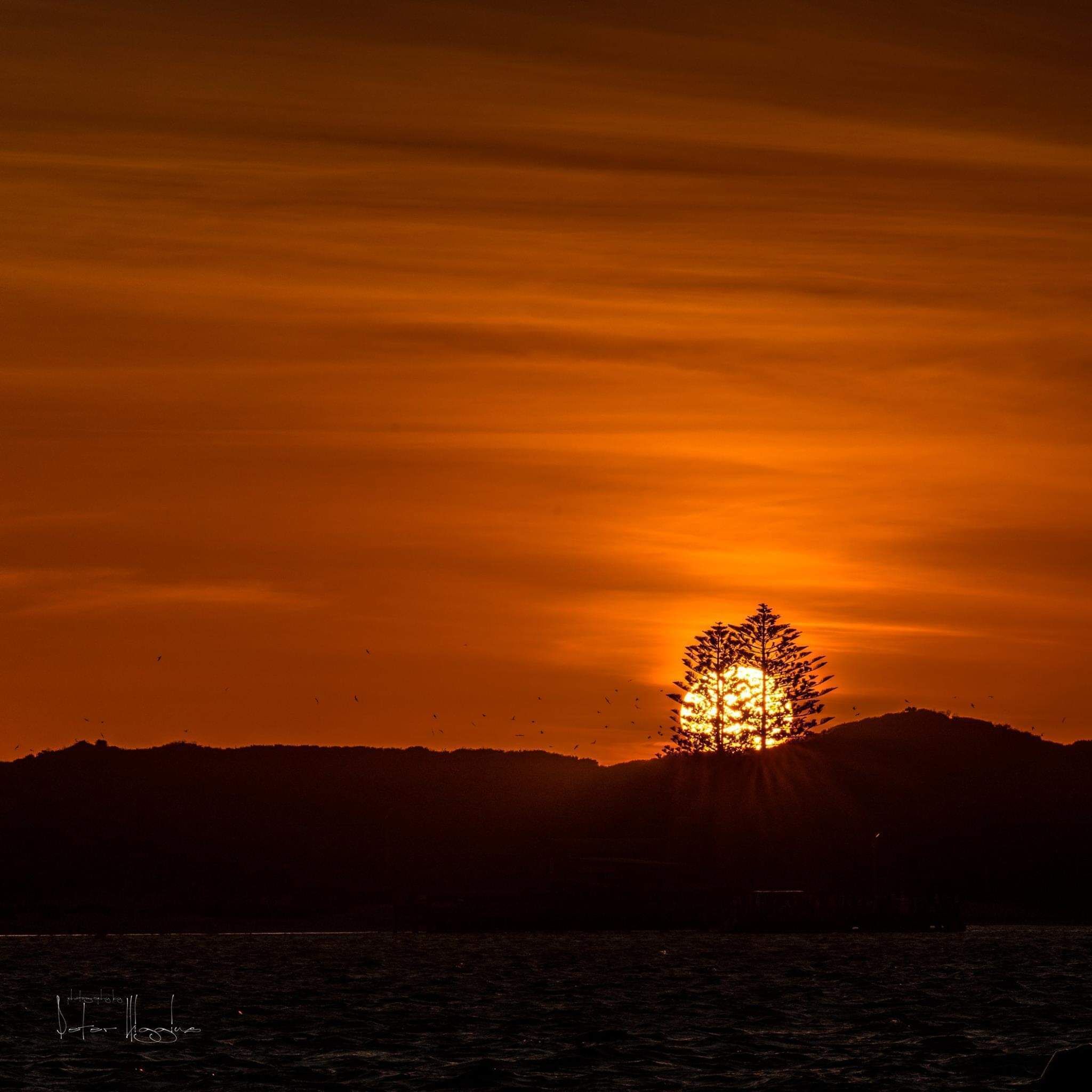 Sunset at Penguin Island