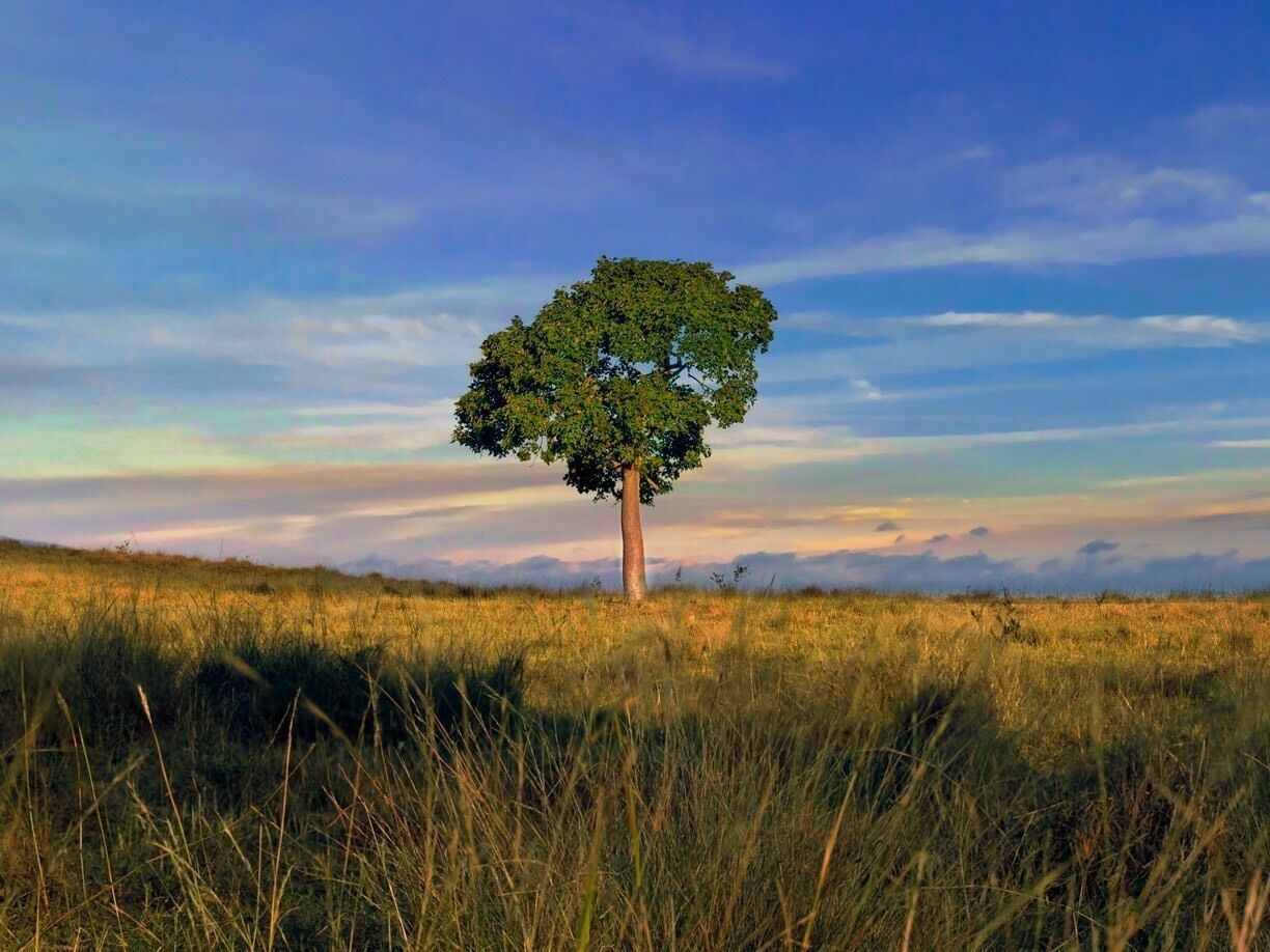 Found a little lone tree on a hill near lake Moogerah