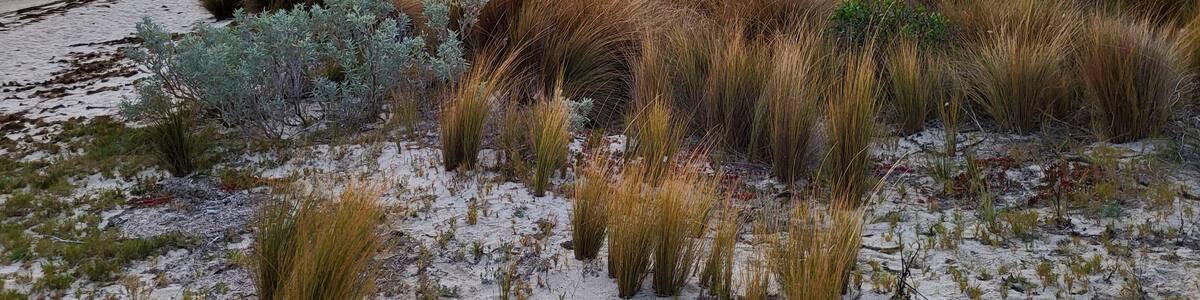 Maram grass at Yanakie Beach leading to Duck Point at sunset - overlooking Corner Inlet Marine and Coastal Park