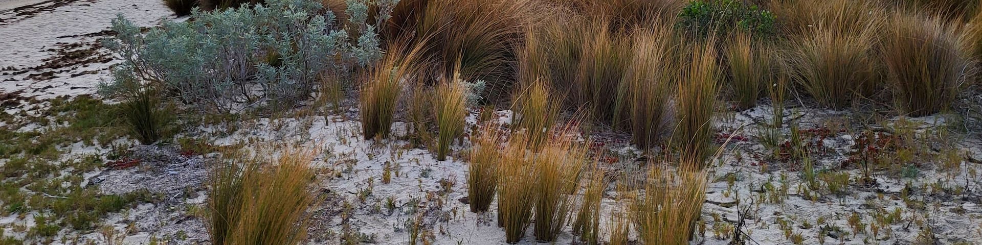 Maram grass at Yanakie Beach leading to Duck Point at sunset - overlooking Corner Inlet Marine and Coastal Park