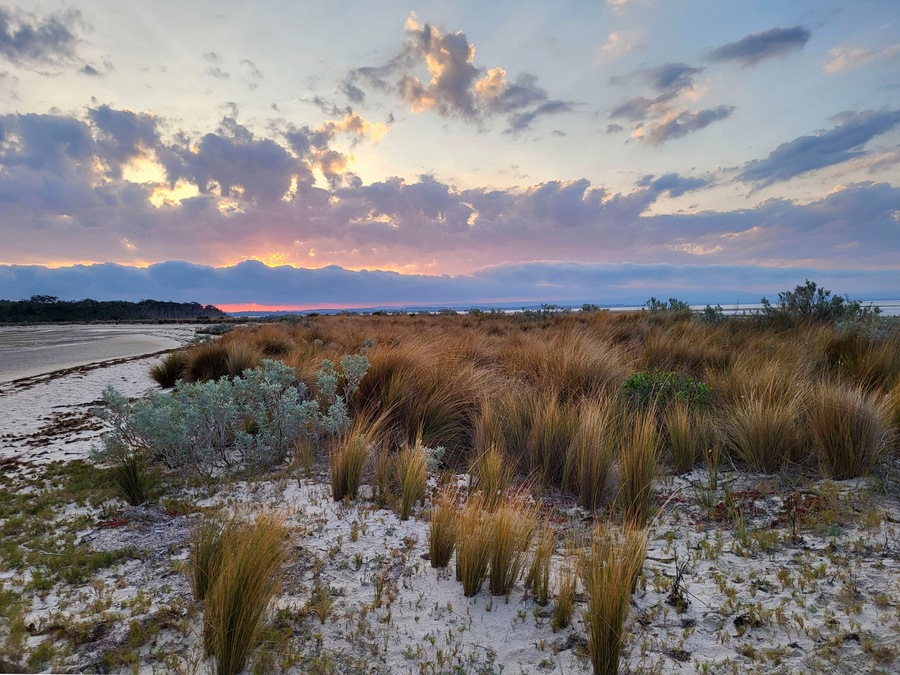 Maram grass at Yanakie Beach leading to Duck Point at sunset - overlooking Corner Inlet Marine and Coastal Park
