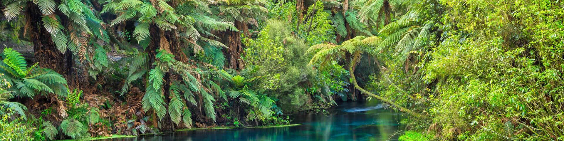 The Blue Spring at Te Waihou in the Waikato Region, New Zealand. Crystal clear water surrounded by native forest