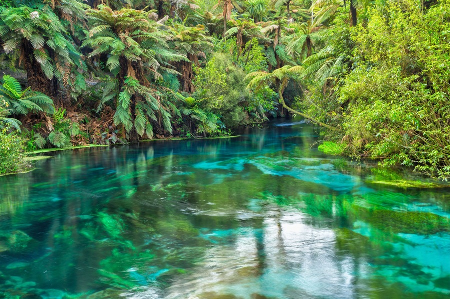 The Blue Spring at Te Waihou in the Waikato Region, New Zealand. Crystal clear water surrounded by native forest