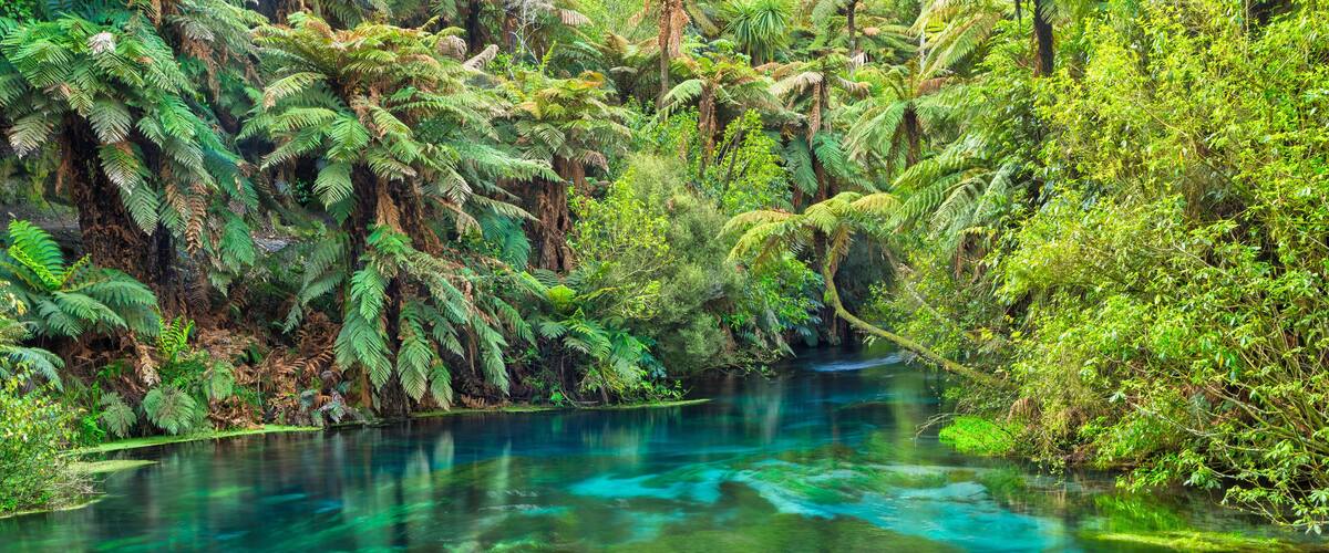 A river surrounded by dense green foliage and ferns.