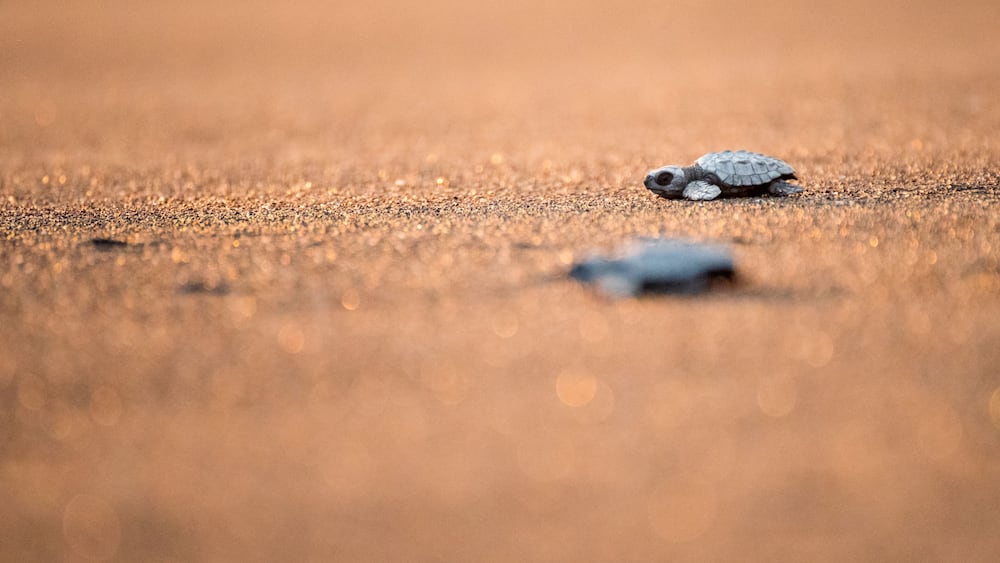 A turtle on a sandy surface.