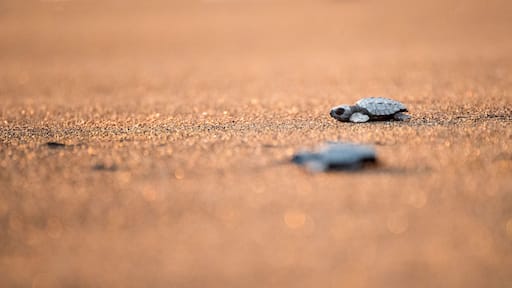 Tortuga bebé, Liberación de tortugas en la playa al atardecer - Monterrico, costa del pacífico, Guatemala