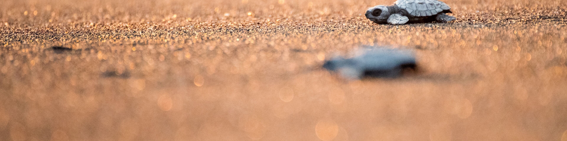 A turtle on a sandy surface.