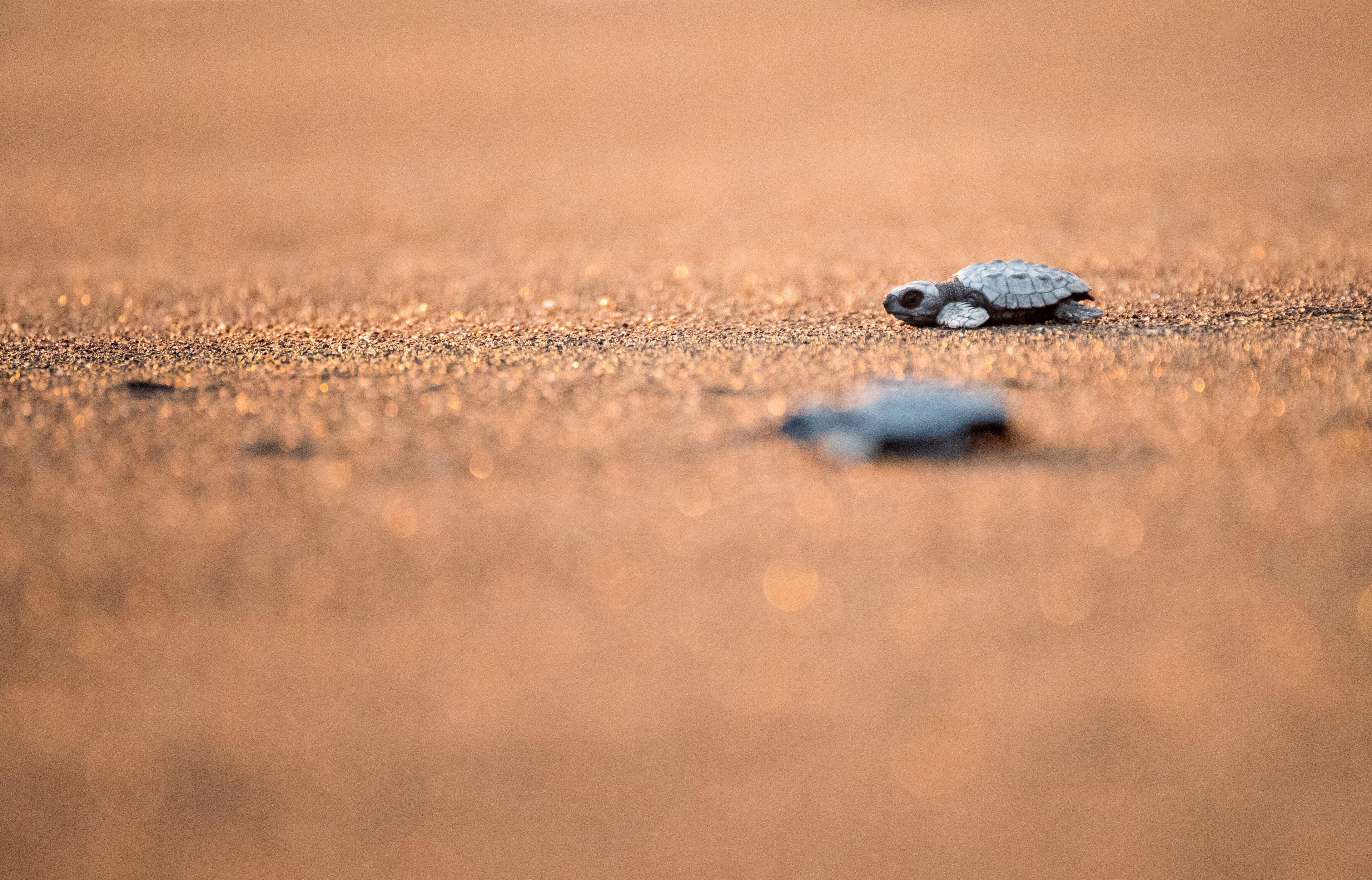 A turtle on a sandy surface.