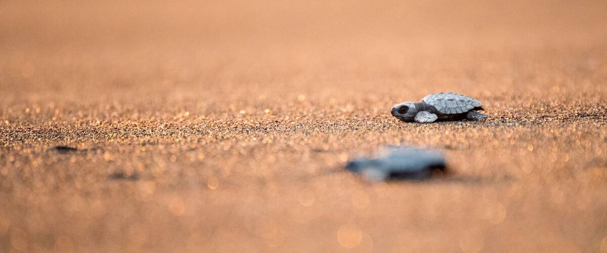 A turtle on a sandy surface.