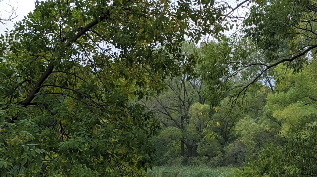 Small but peaceful #lake in #Burnsville #Minnesota. You will often spot birds and turtles out on the lake. #localsecrets #nature #outdoors