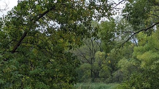 Small but peaceful #lake in #Burnsville #Minnesota. You will often spot birds and turtles out on the lake. #localsecrets #nature #outdoors