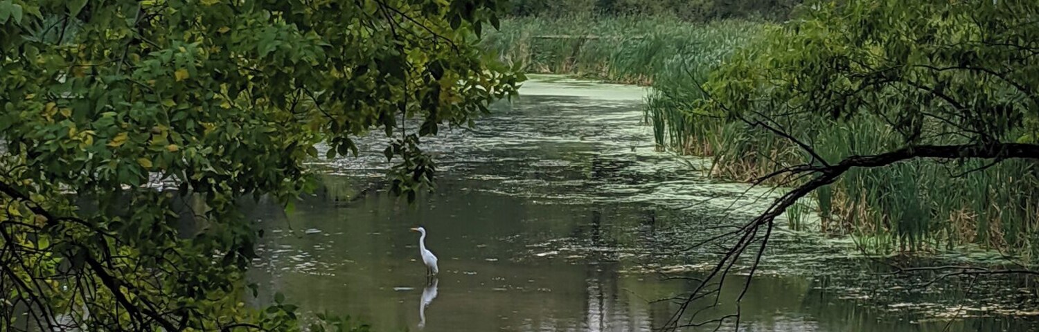 Small but peaceful #lake in #Burnsville #Minnesota. You will often spot birds and turtles out on the lake. #localsecrets #nature #outdoors