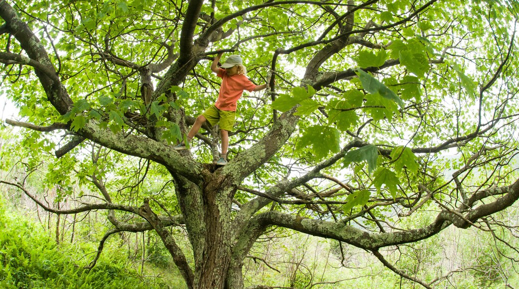 A young girl clilmbing a tree in the Black Mountains, Pisgah National Forest, Burnsville, North Carolina.