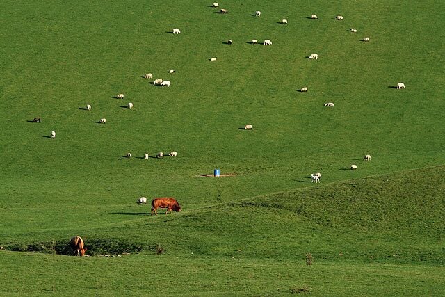 A green field with sheep scattered across it.