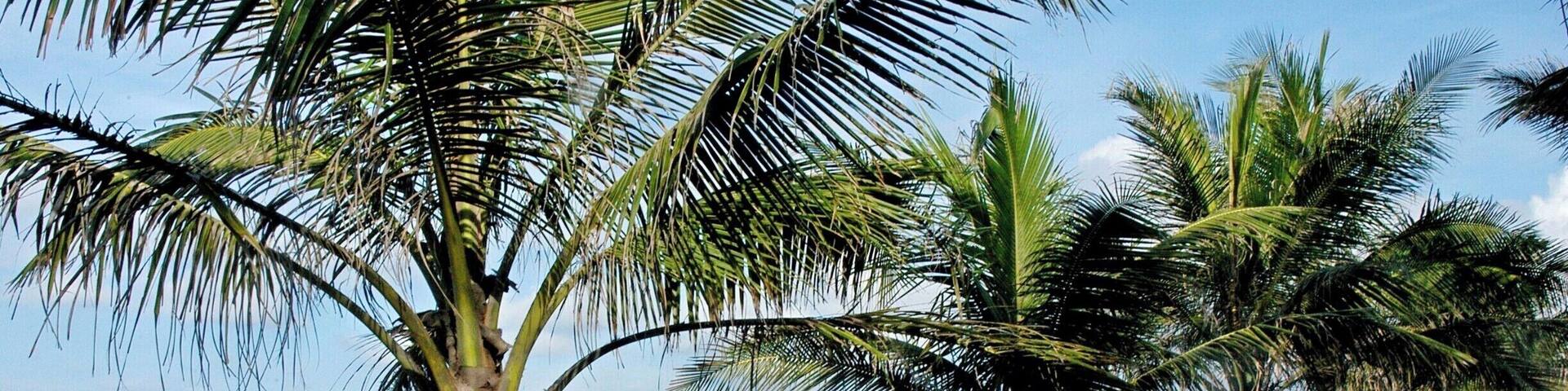 Cua Lo Beach is located about 16 km from Vinh City and Hanoi over 300 km.
http://mytour.vn/d389/khach-san-tai-cua-lo.html