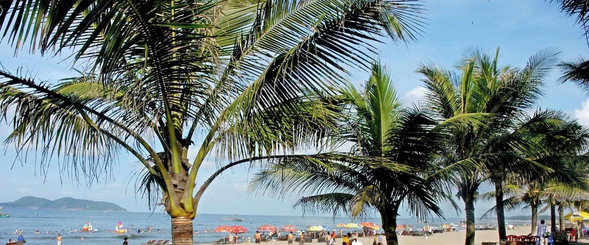 A beach with palm trees, beach chairs, and umbrellas.