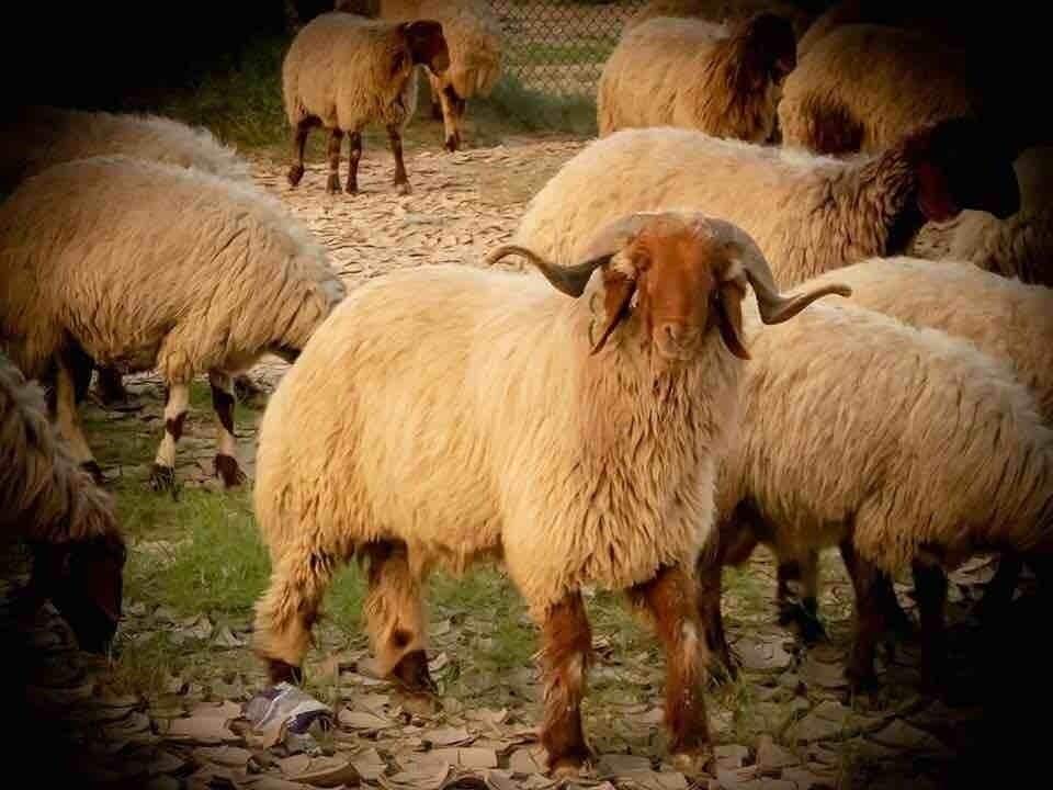 Grazing where the flooding was!