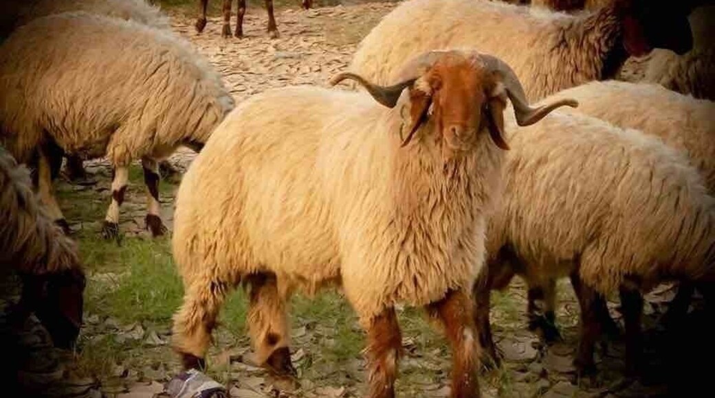 Grazing where the flooding was!