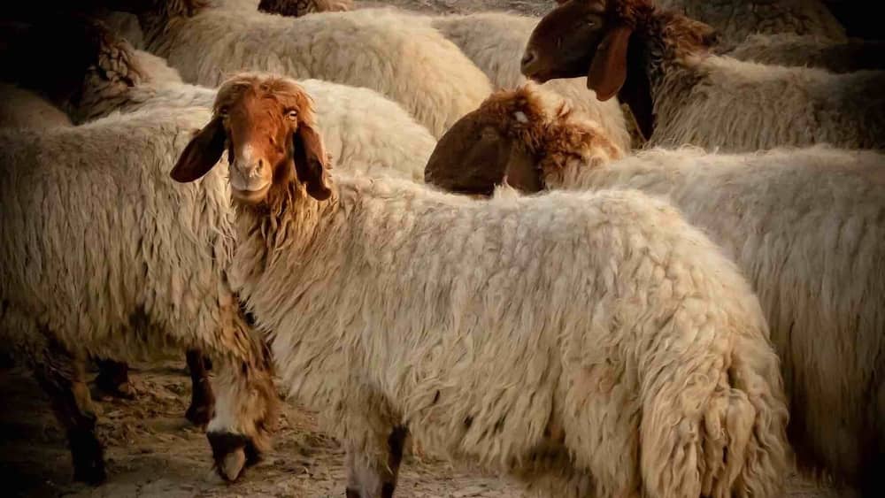 Kuwaiti Livestock Grazing!