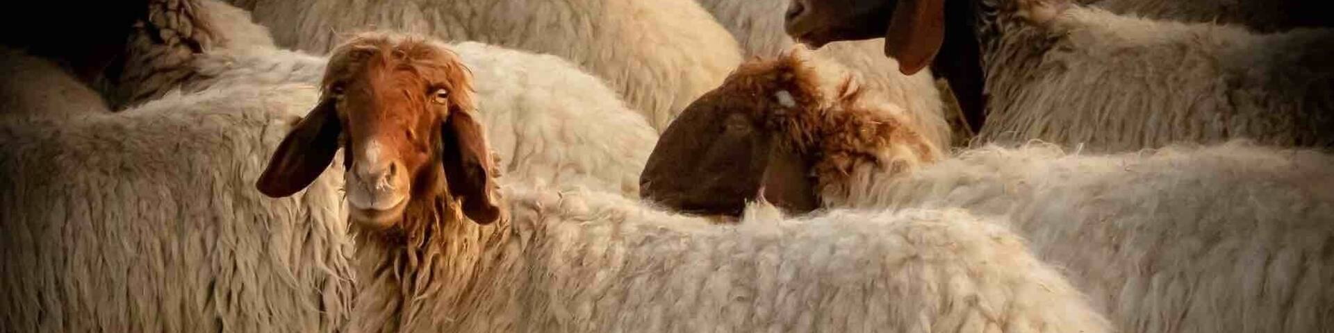 Kuwaiti Livestock Grazing!