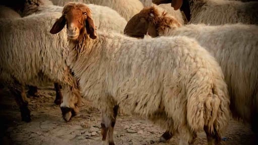 Kuwaiti Livestock Grazing!