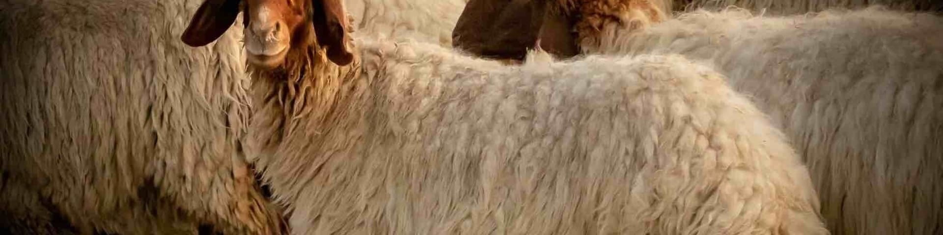 Kuwaiti Livestock Grazing!