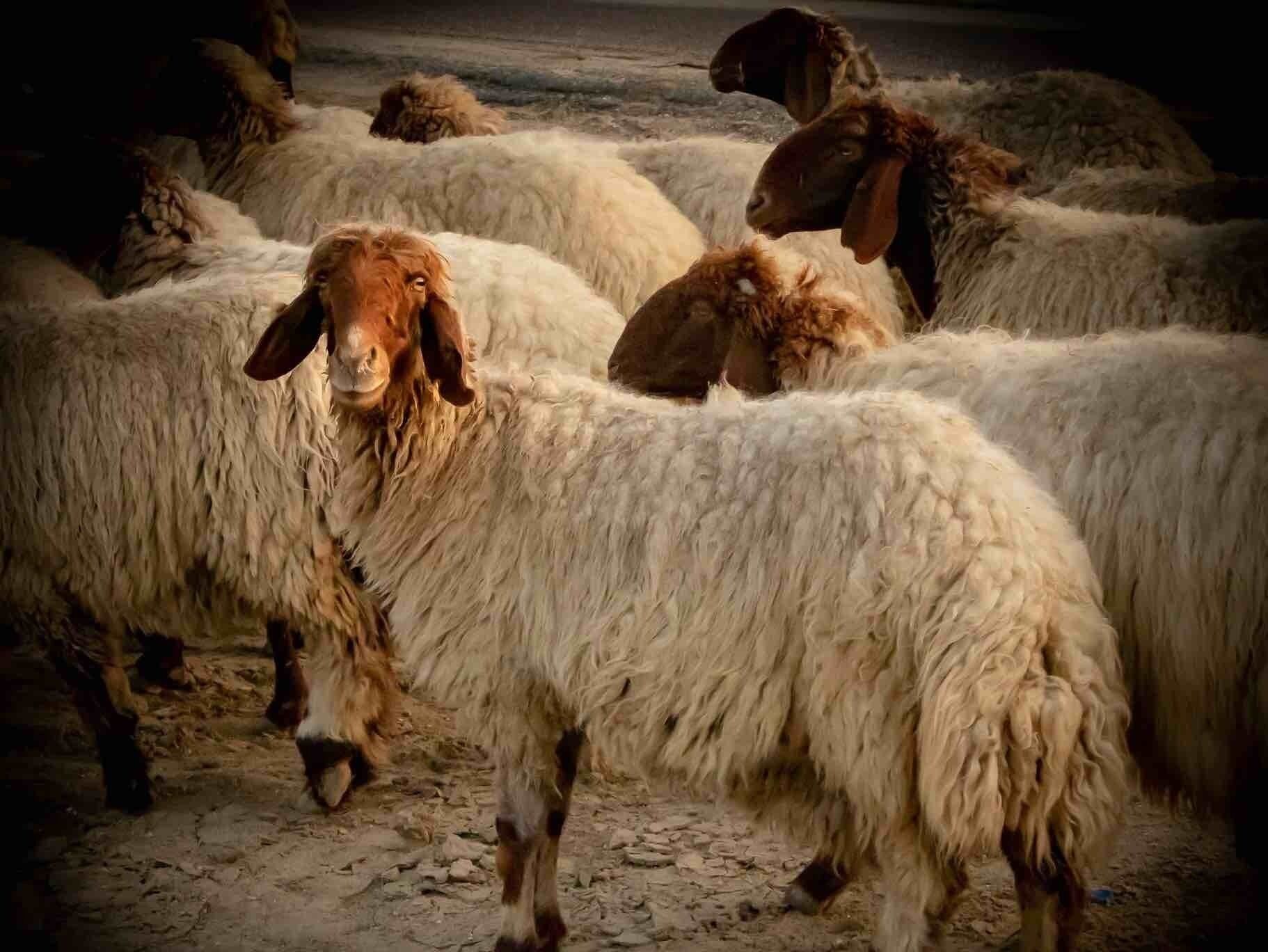 A herd of sheep in a rocky, outdoor setting.