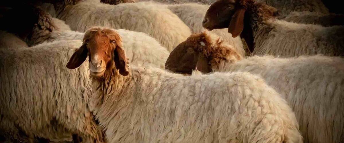 A herd of sheep in a rocky, outdoor setting.