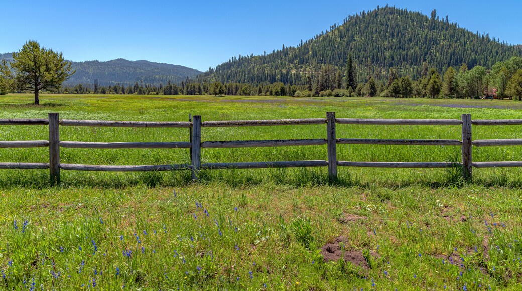 Flower Field In Garden Valley, Idaho