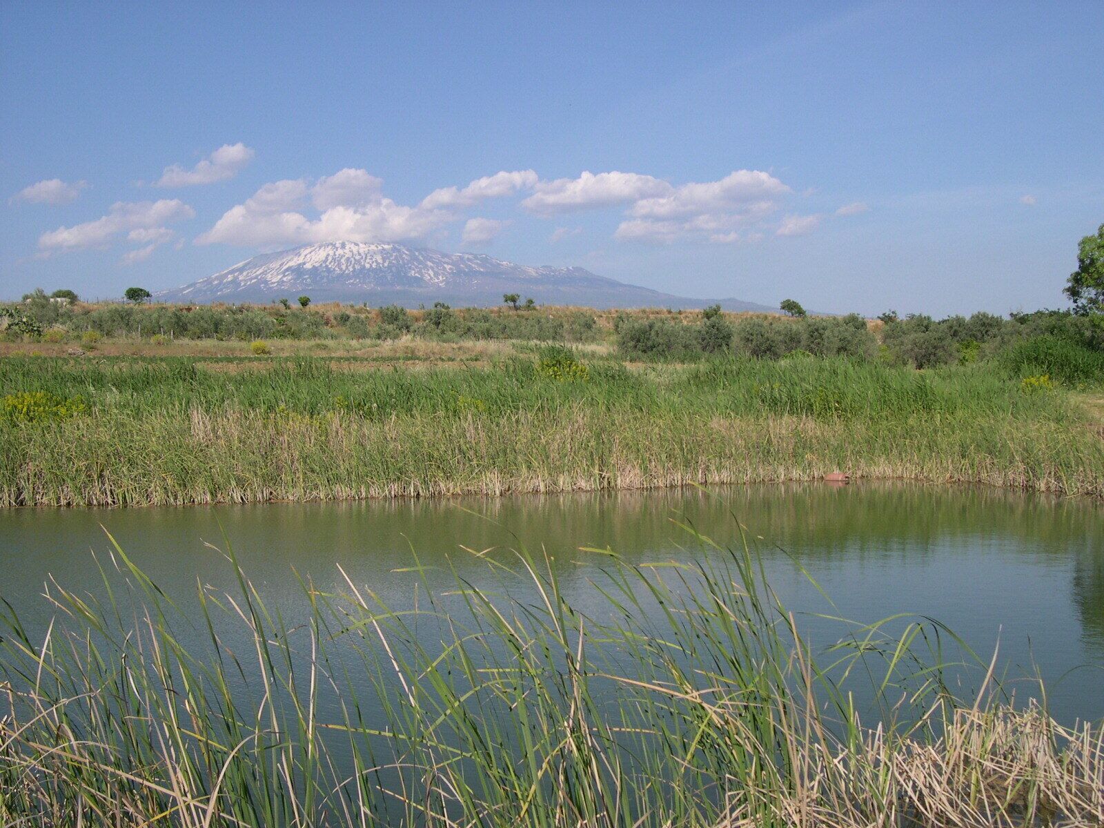 A lake with tall grasses in the foreground and a snow-capped mountain in the background.